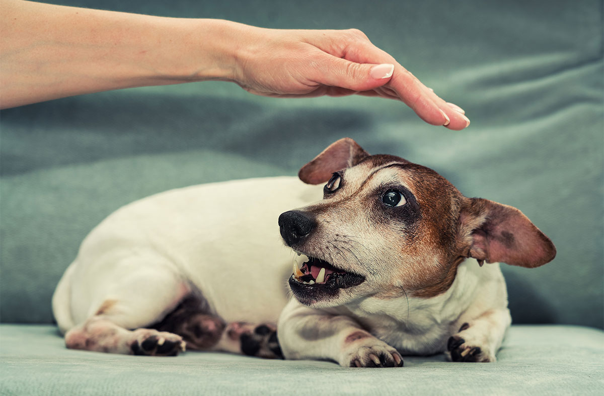 Factors Affecting Dog Behavior with Different Humans