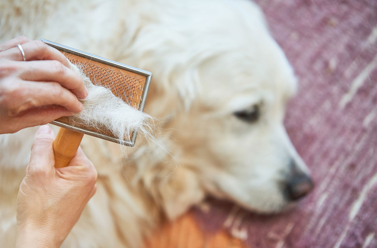 a Common Causes of Hair Loss in Dogs it may be Infestations Or Infections