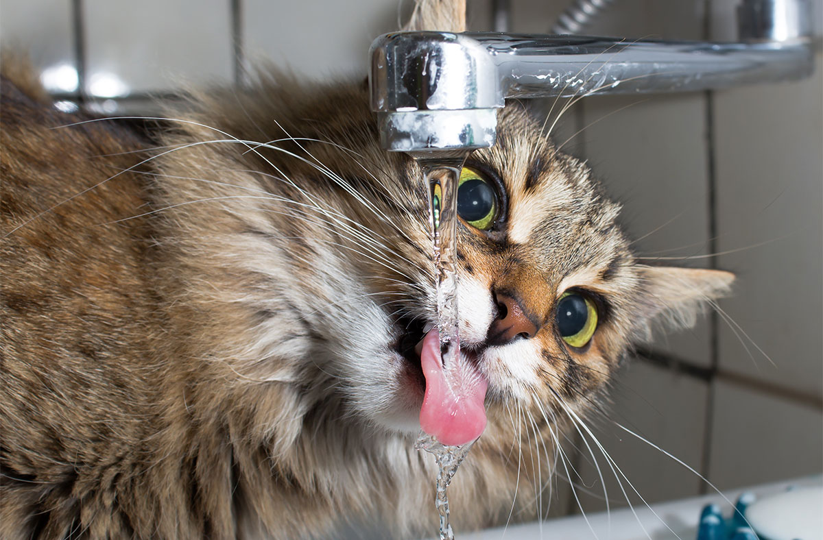 I love running water cat licking water