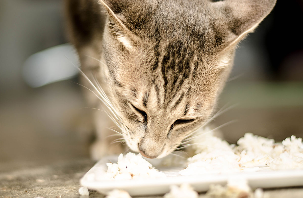 can cats eat rice all the time?