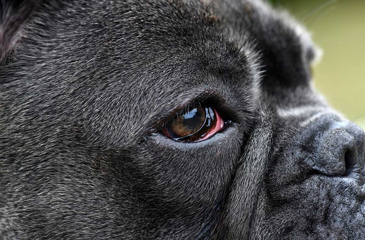 symptom dog glaucoma Redness