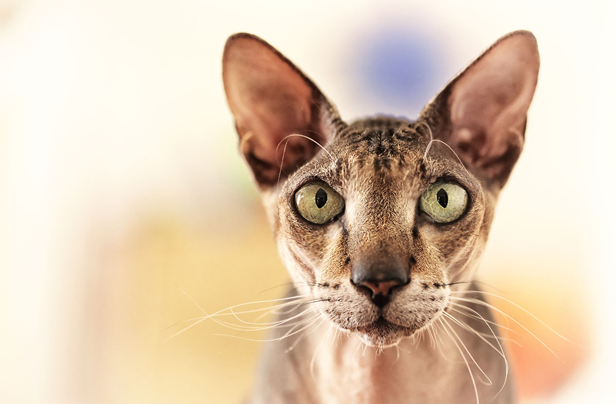 Cat Cognition And Intelligence how smart is your cat