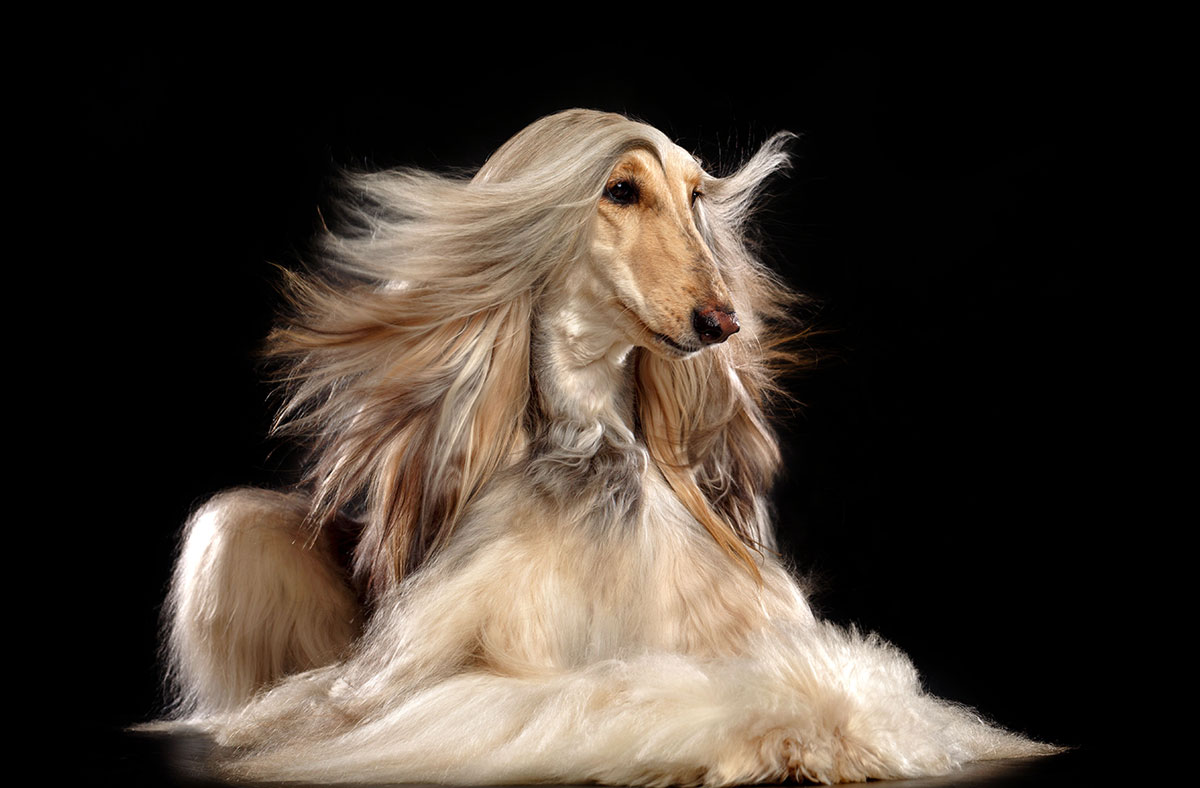 Afghan Hound dog breeds with long beautiful hair