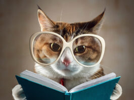 Is Your Cat as Smart as You Think?