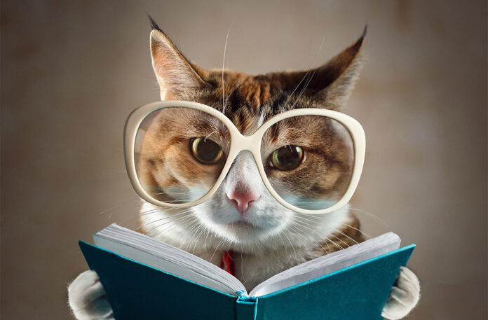 Is Your Cat as Smart as You Think?