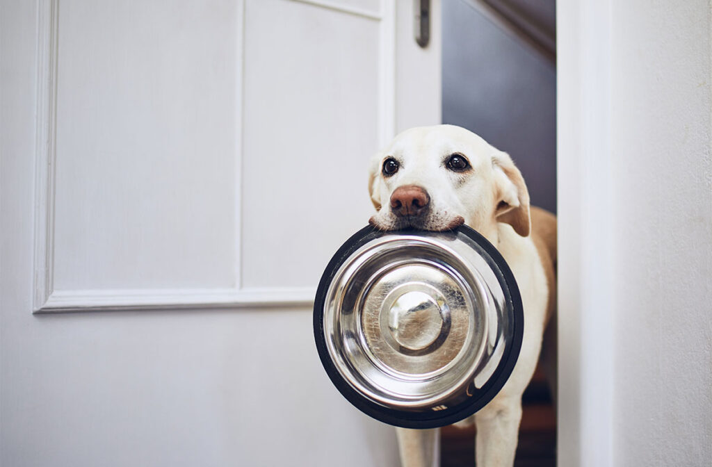 Can Dogs Eat Cat Food? Your Questions Answered Pawsome Blog