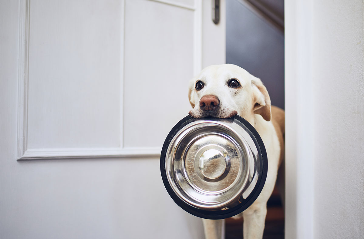 Risks Associated with Feeding Too Much Cat Food to Dogs