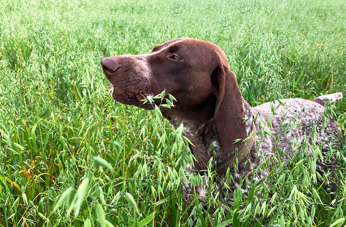 Mystery solved? Why my dog eat grass and when to worry about it