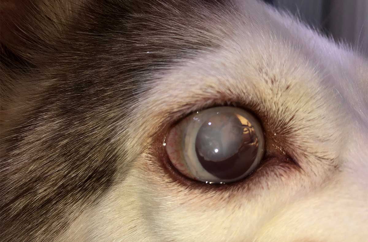 Cloudy Eyes dog glaucoma