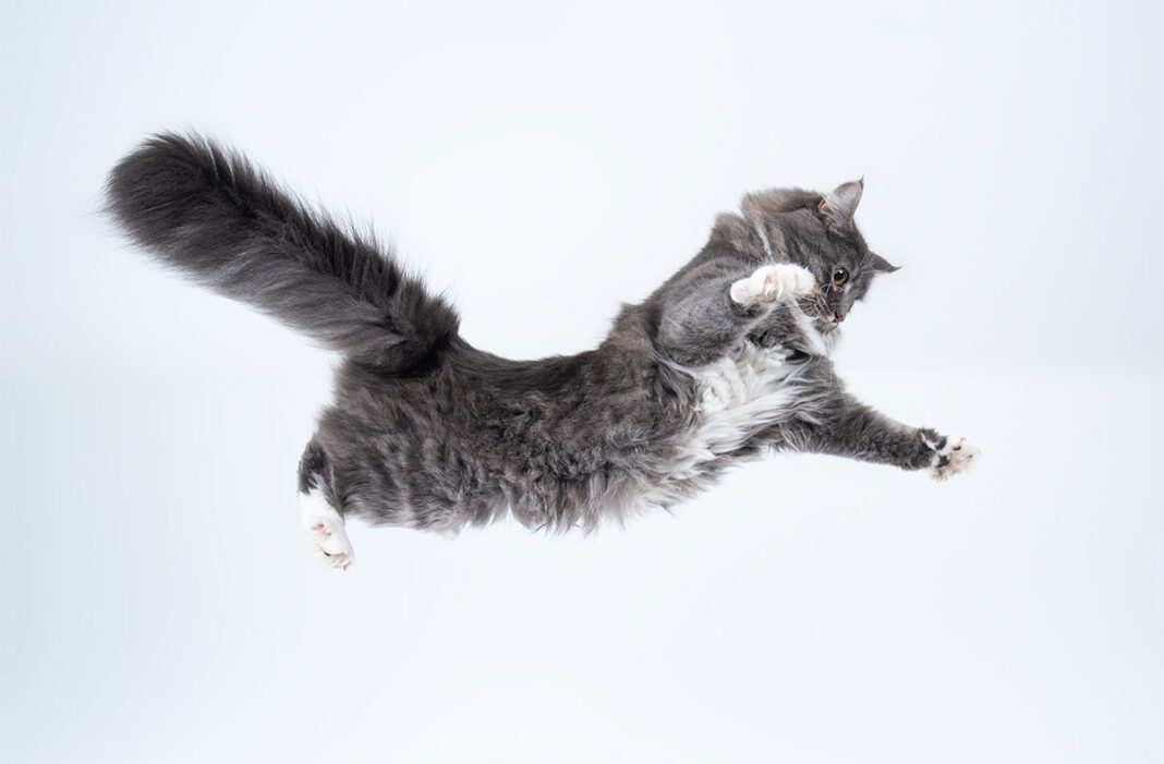 How do cats always land on their feet?