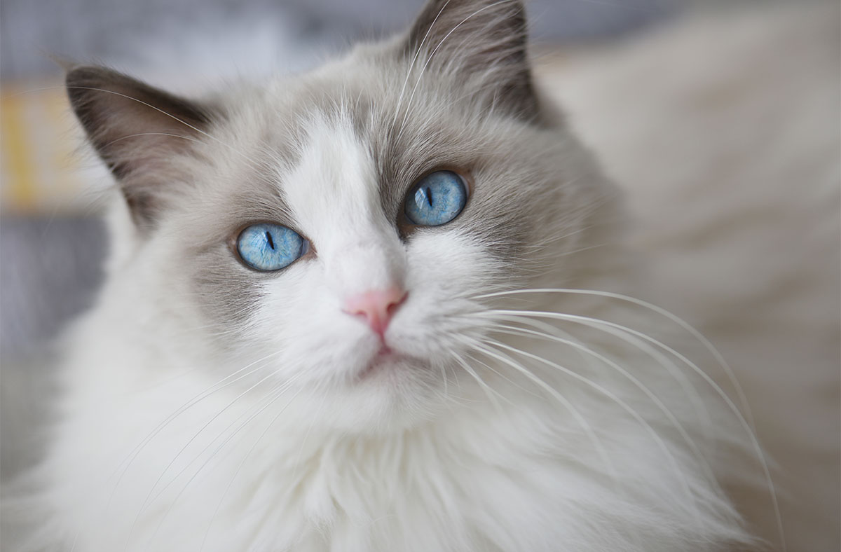 cute Ragdoll cat blue eyes