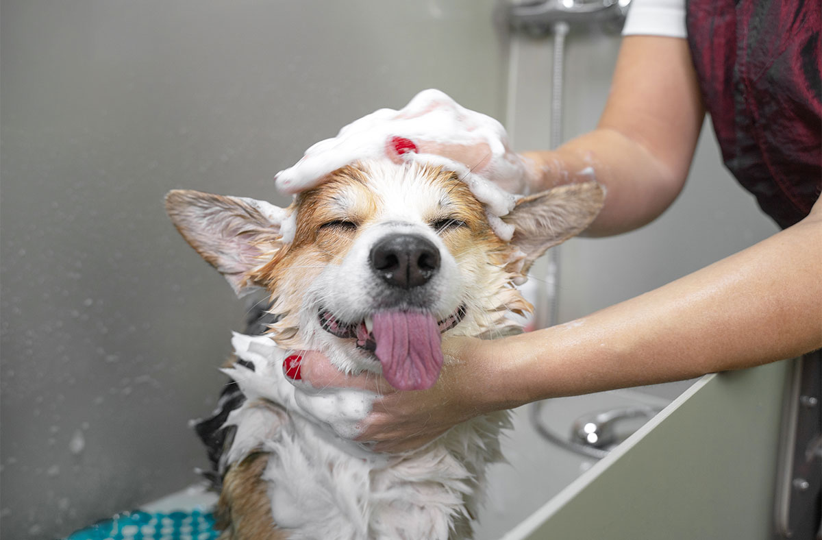 Is Bathing a Dog Really Necessary or Just a Myth