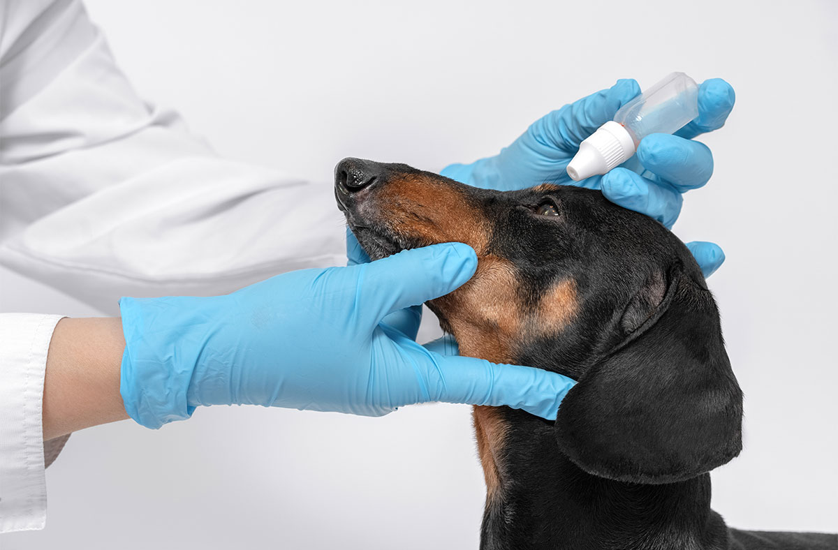 Treatment Options for Dogs with Glaucoma