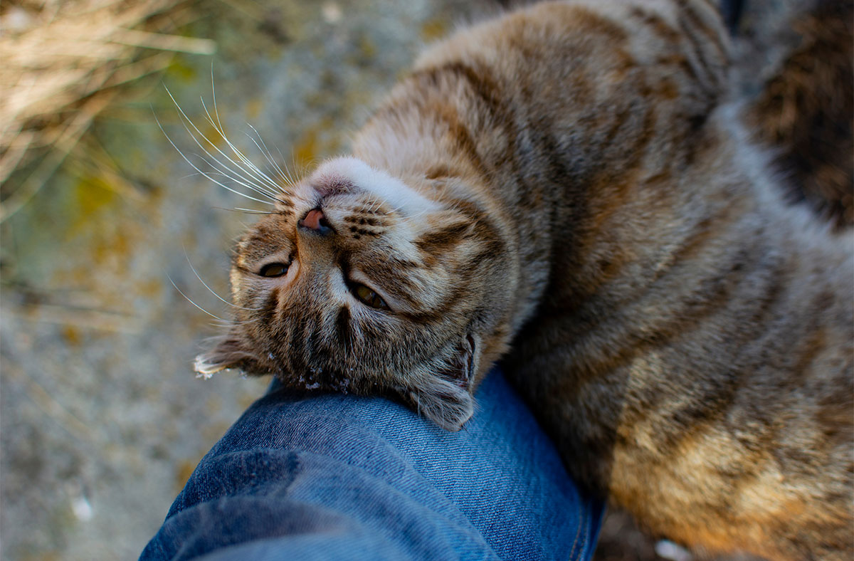 Your Cat is Rubbing against you