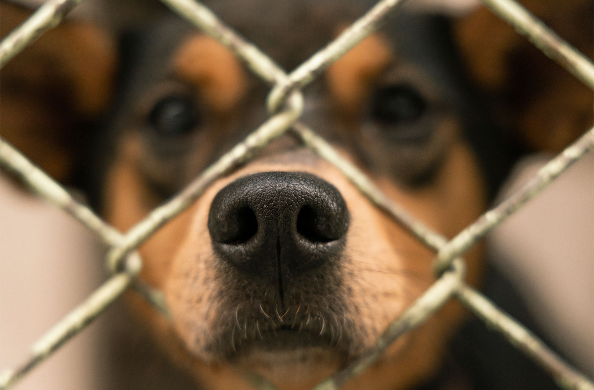 The 10 biggest mistakes when adopting a shelter dog