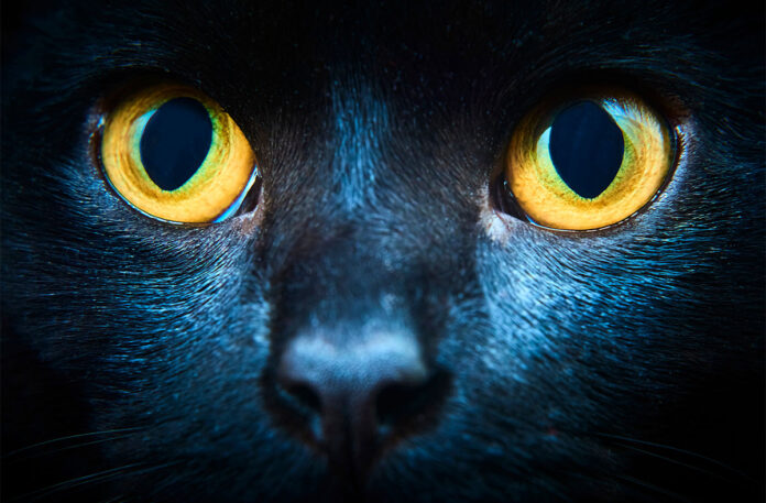 Can Cats See in the Dark?