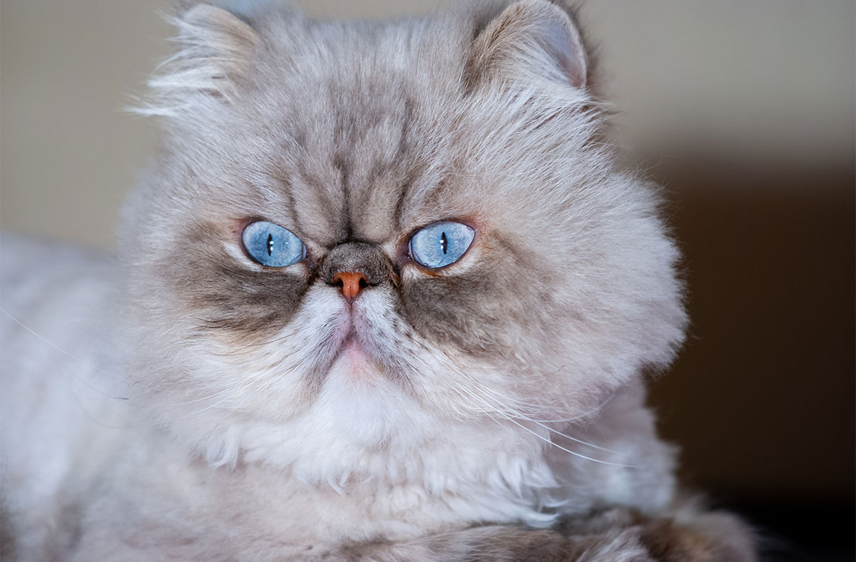 Persian cat with beautiful blue eyes