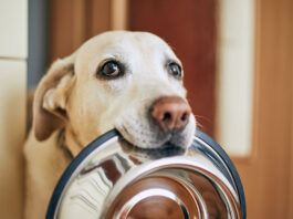 Can Dogs Eat Cat Food? Your Questions Answered