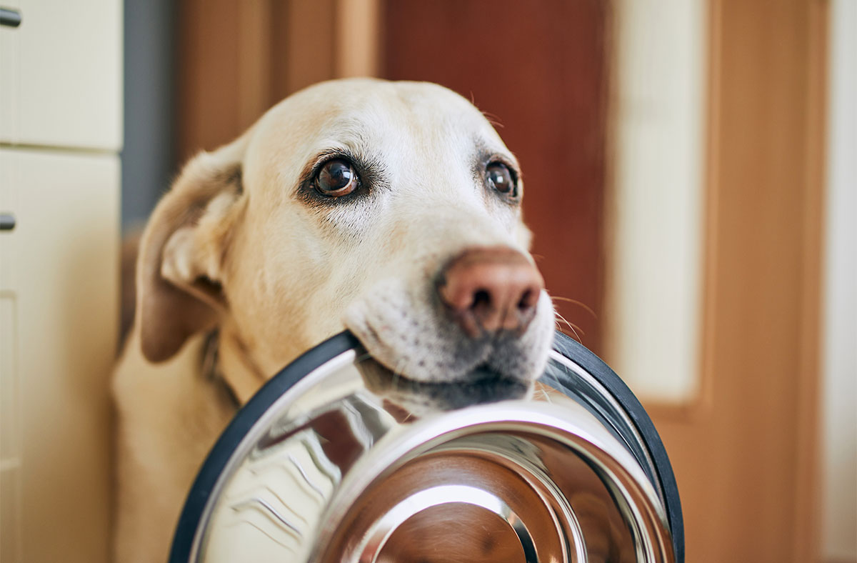 Can Dogs Eat Cat Food? Your Questions Answered - Pawsome Blog