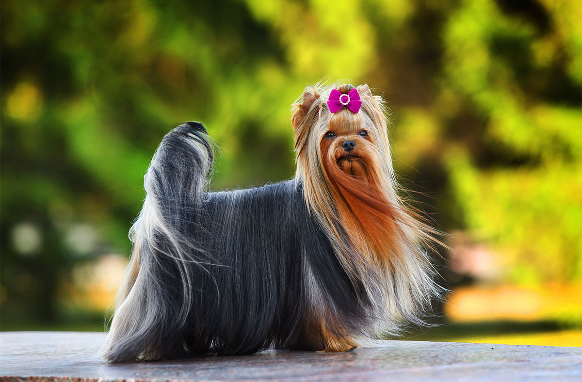 Yorkshire Terrier long hair dog breed