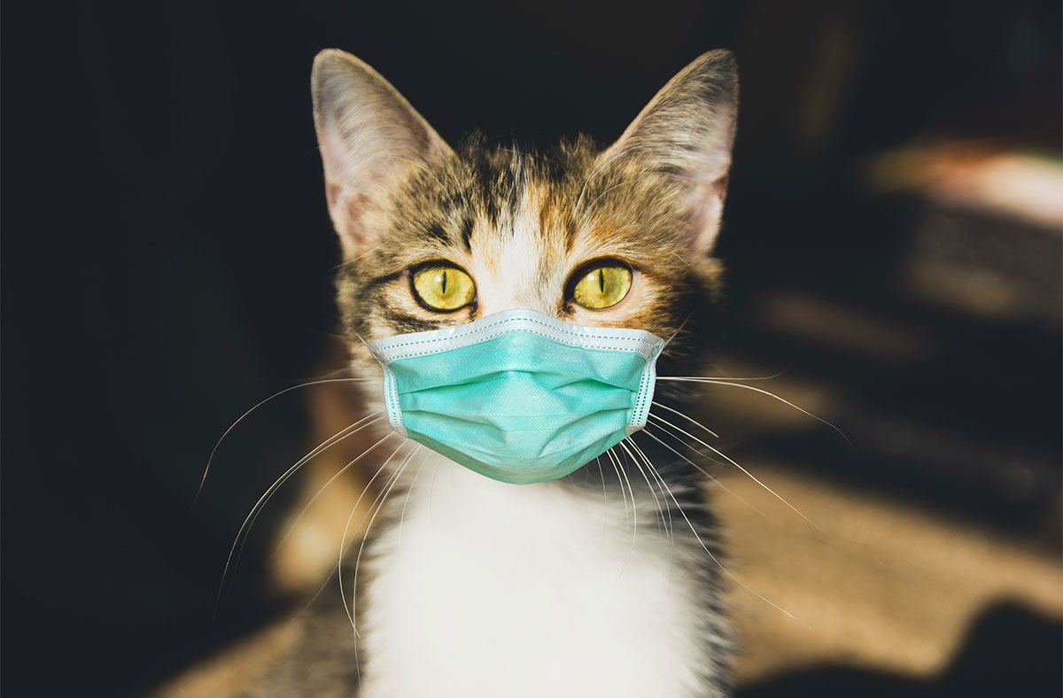 Respiratory Infections in Cats: Know the causes, signs, and treatment