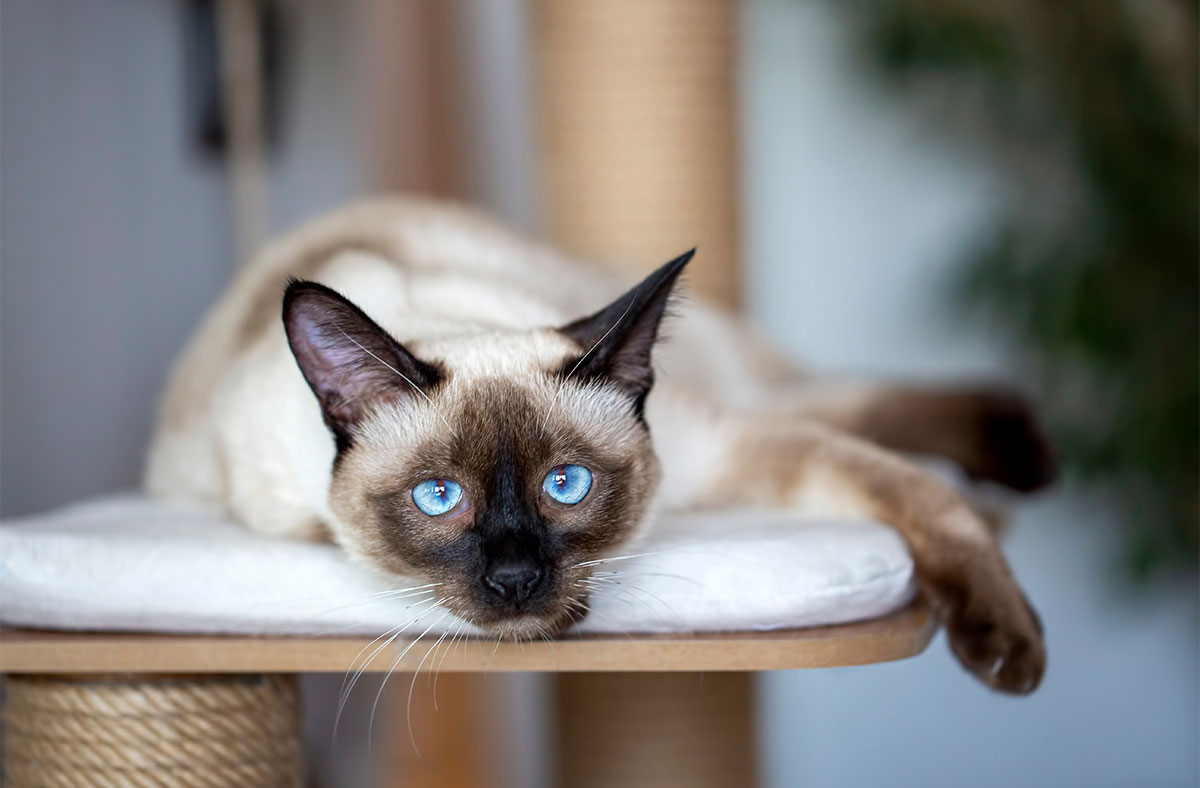 Siamese Cat Breeds With Blue Eyes