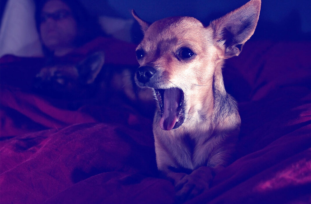 Why Does Your Dog Bark At Night? Maybe Your Dog Is Bored?