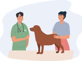 Addison's disease in dogs: How to spot, treat and prevent