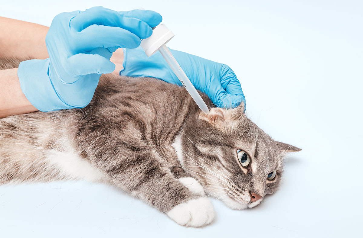 Symptoms of Ear Mites in cats