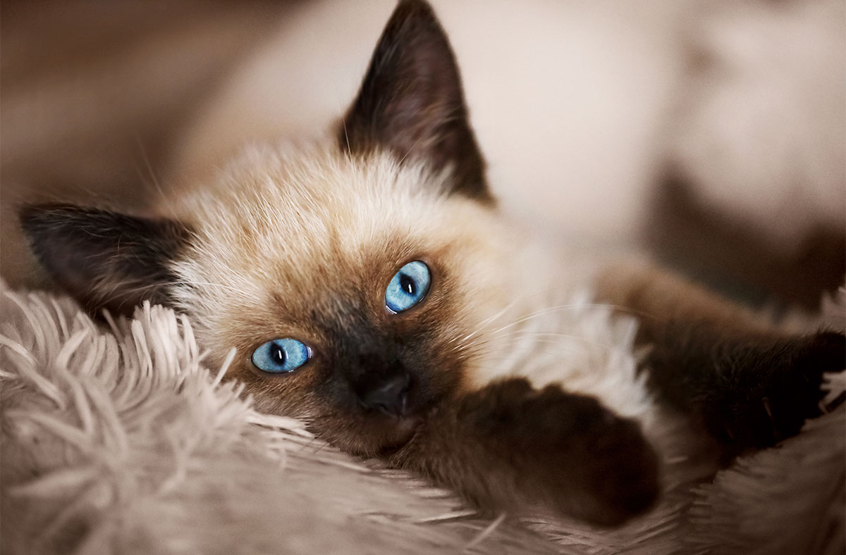 Balinese cat blue eyes