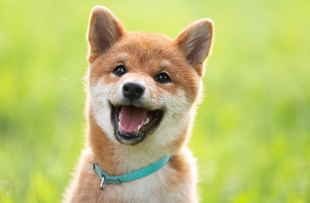 Shiba Inu dog breed - health information