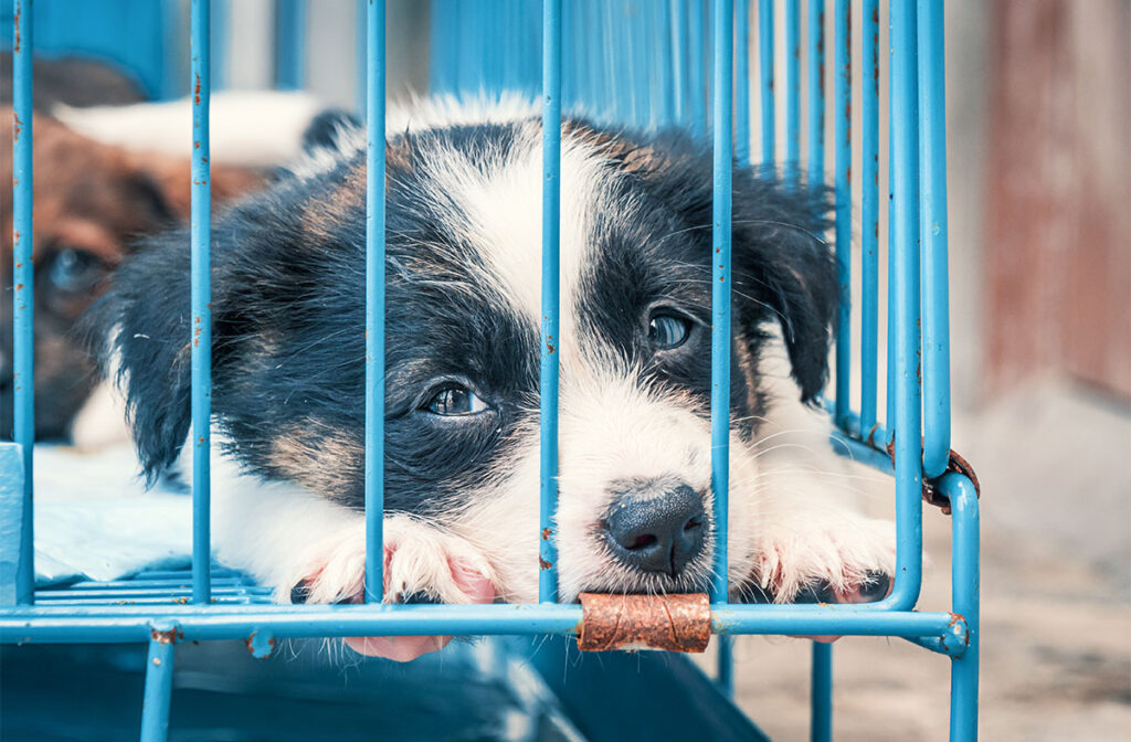Adopting A Shelter Dog? Don't Make These 10 Common Mistakes Pawsome Blog