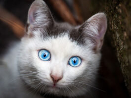 Six Cat Breeds with Blue Eyes that Nobody can Resist
