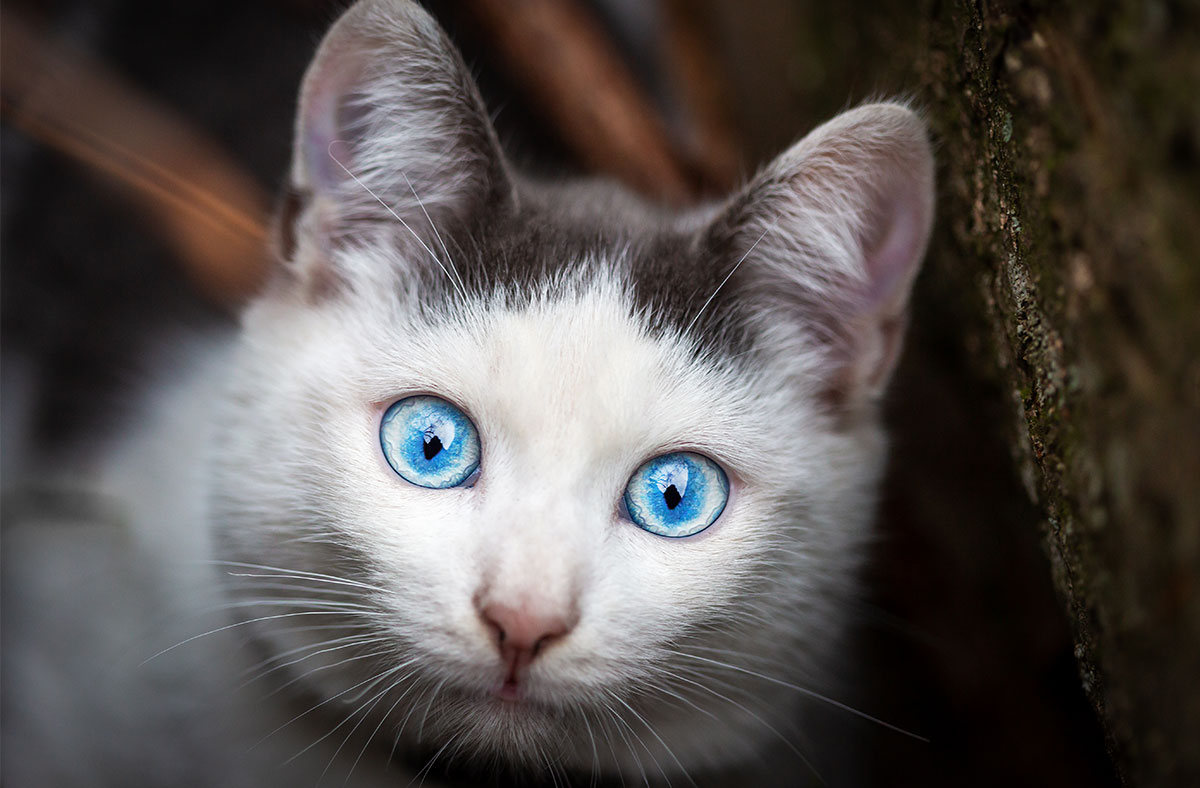 Six Cat Breeds with Blue Eyes that Nobody can Resist