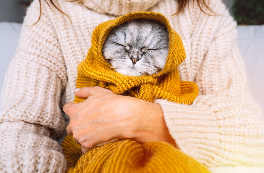 Can Cats Get Colds? How to Spot the Symptoms Pawsome Blog