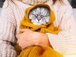 Can Cats Get Colds? How to Spot the Symptoms