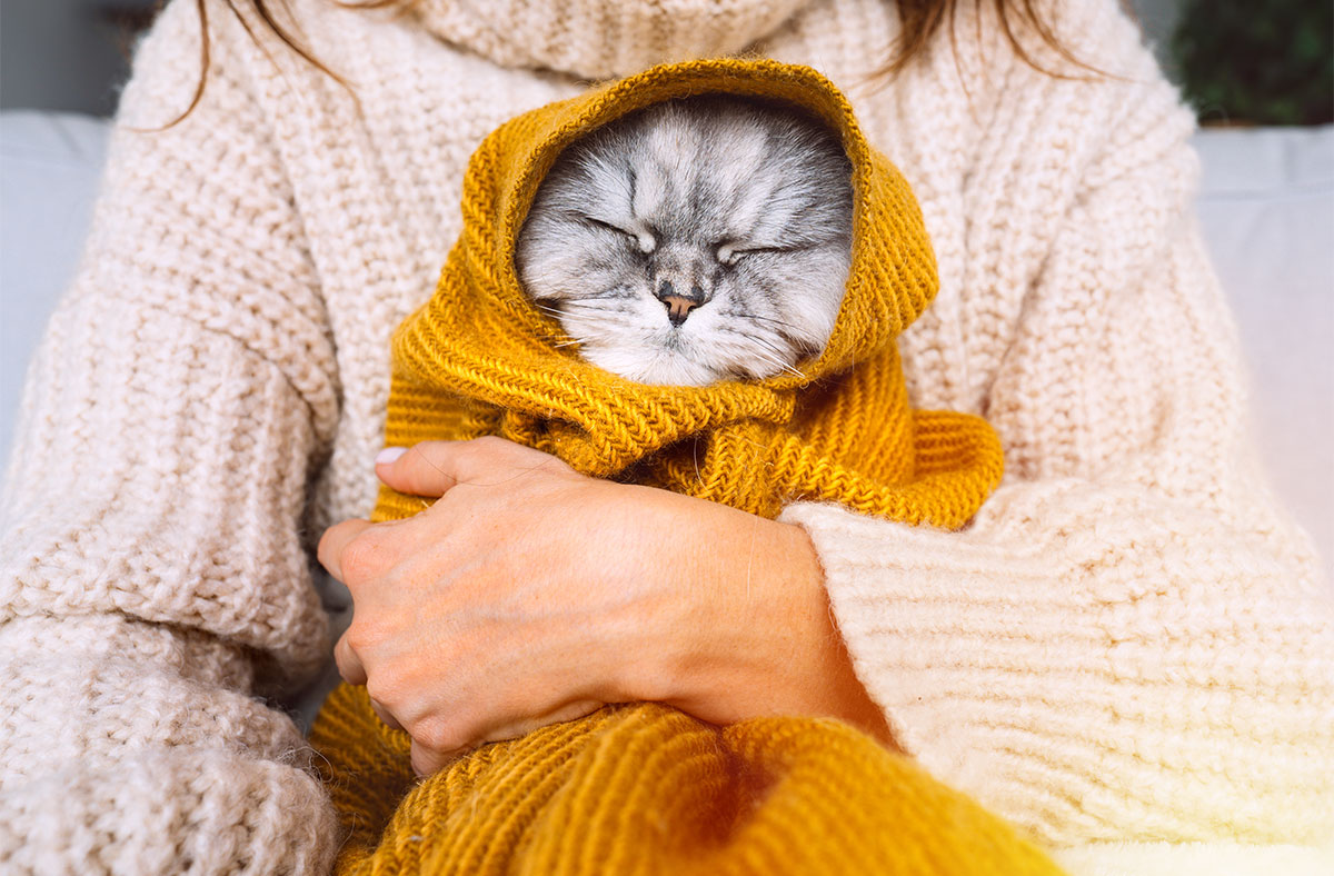 Can Cats Get Colds? How to Spot the Symptoms