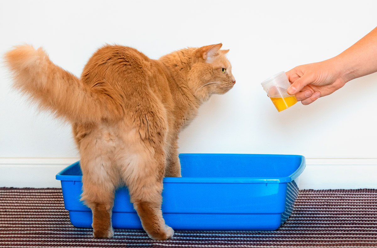 Are You Worried About Your Pet’s Health? The Urine Says A Lot