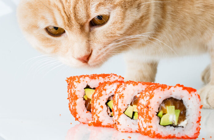 Can Cats Eat Rice? Know Before It Goes Wrong!