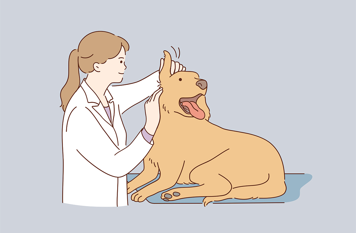 Symptoms of Addison's Disease in Dogs
