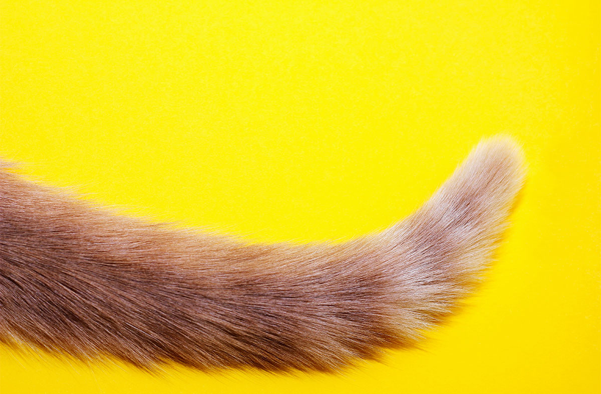 Understanding Tail Language: What is Your Cat's Tail Trying to Tell You?