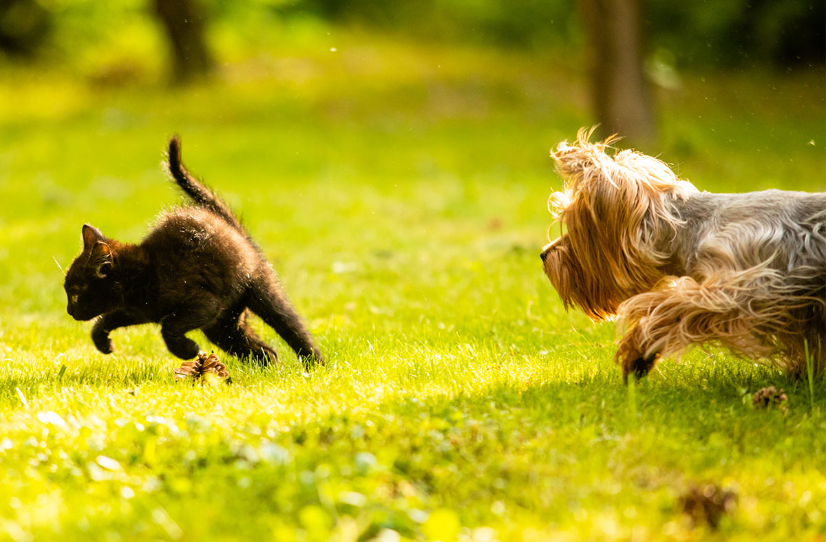 Why Do Dogs Chase Cats?