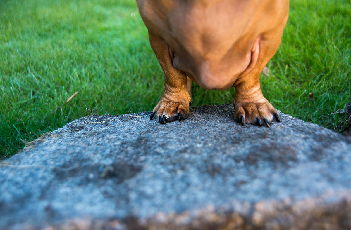 8 Dog Breeds with Very Short Legs You'll Love