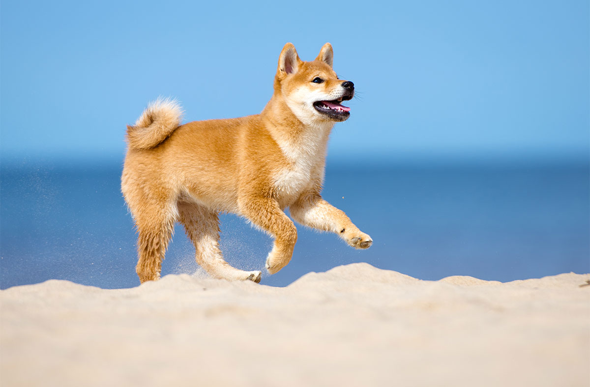 Shiba Inu - Physical Characteristics