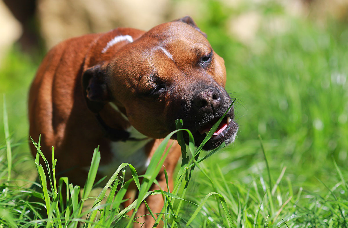 Why do dogs eat grass?