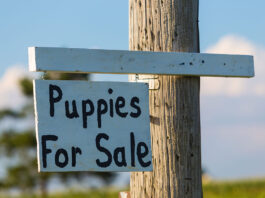 5 Reasons Why Dog Breeding Is Bad