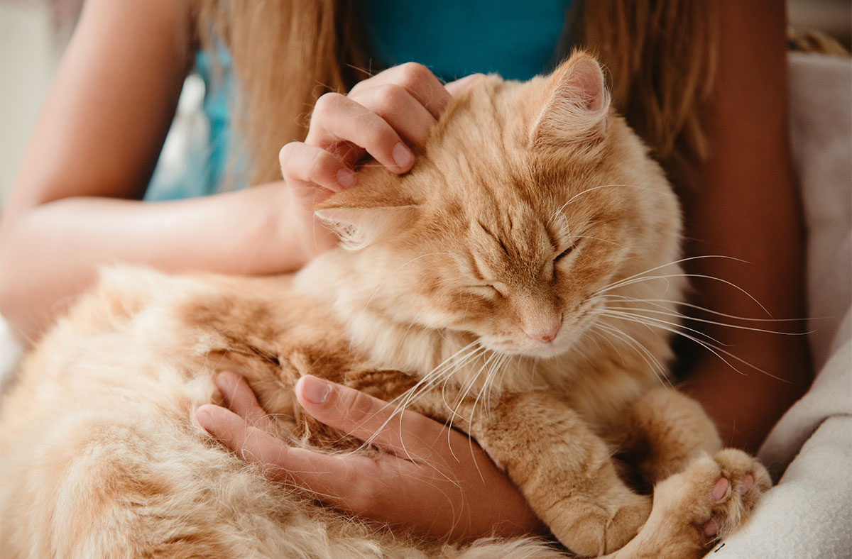 Your Cat is sitting in your Lap