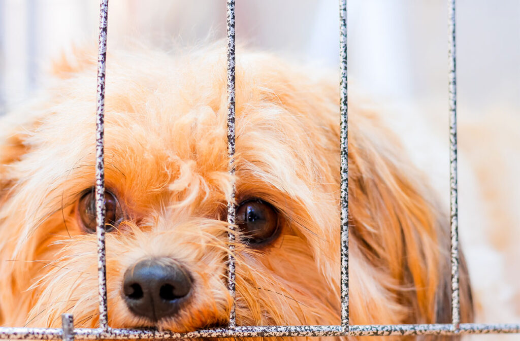 5 reasons why dog breeding is bad Pawsome Blog