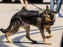 What Happens To K9 Dogs When They Retire