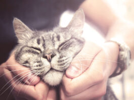 8 Sweet & Strange Ways Cats Show They Love You